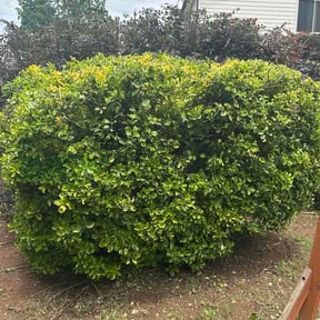Bush Trimming by Get Her Done reviewed on June 25, 2026