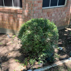 Bush Trimming by TruGreen LawnCare reviewed on May 4, 2026
