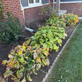 Flower Bed Weeding by Hd landscape reviewed on November 21, 2025