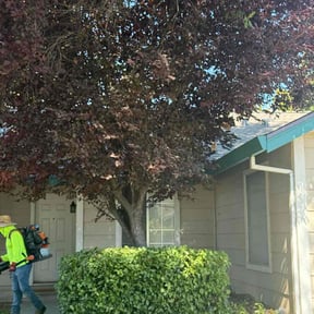 Bush Trimming by Toms landscaping reviewed on November 4, 2025