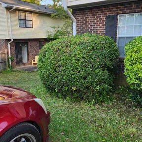 Bush Trimming by Murray Services reviewed on August 15, 2025