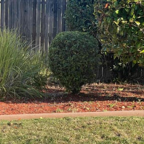 Bush Trimming by ArmStrongs Lawncare reviewed on August 21, 2025