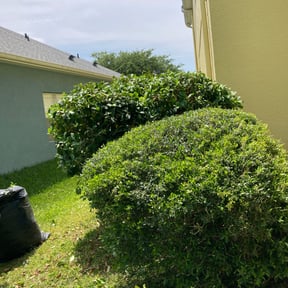 Bush Trimming by Just us landscaping LLC reviewed on August 21, 2025