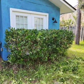Bush Trimming by Matt's landscaping reviewed on August 14, 2025
