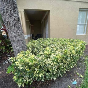 Bush Trimming by AAA Aponte Services LLC reviewed on November 24, 2025