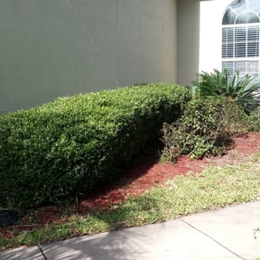 Bush Trimming by Lego lawn services reviewed on August 15, 2025