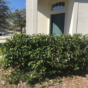 Bush Trimming by Kr lawncare reviewed on August 18, 2025