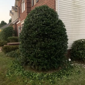 Bush Trimming by Wil Grass Company reviewed on August 15, 2025