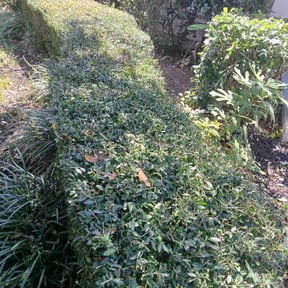 Bush Trimming by Linares Lawn Care reviewed on October 21, 2025