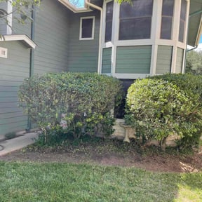 Bush Trimming by Tropicare Landscape and Maintenance reviewed on August 17, 2025