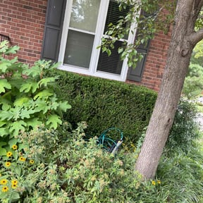 Bush Trimming by J&M Landscaping reviewed on August 20, 2025
