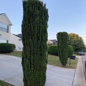 Bush Trimming by Philadelphia Lawn Care reviewed on August 19, 2025