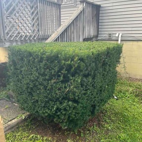 Bush Trimming by Christian Landscaping And Exterior LLC reviewed on September 3, 2026