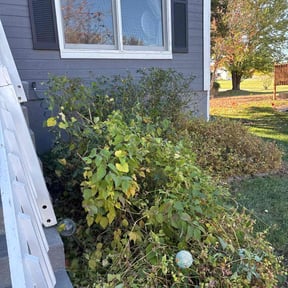 Bush Trimming by Gary Guzman reviewed on November 21, 2025