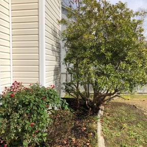 Bush Trimming by EC3 Environmental / Snowmow Plus reviewed on August 17, 2025