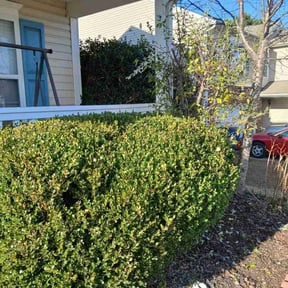 Bush Trimming by Green Thumb lawncare reviewed on November 24, 2025