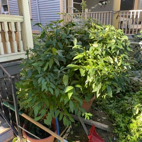 Bush Trimming by Bartell and son reviewed on August 15, 2025