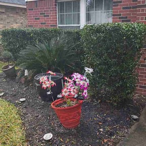 Bush Trimming by Land and Lawn Care reviewed on March 31, 2026