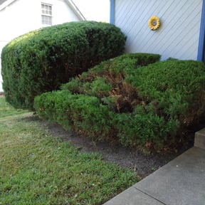 Bush Trimming by Perea's Lawn Care reviewed on August 20, 2025