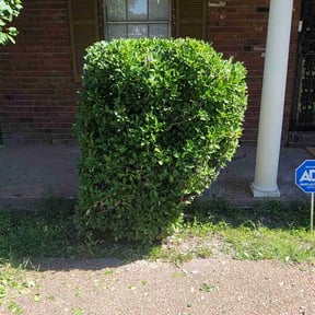 Bush Trimming by Perfect Touch reviewed on August 13, 2025