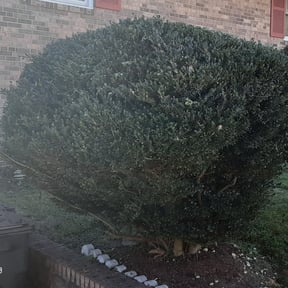 Bush Trimming by C and C Lawns reviewed on August 13, 2025