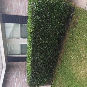 Bush Trimming by God's Gift Lawn maintenance reviewed on August 20, 2025