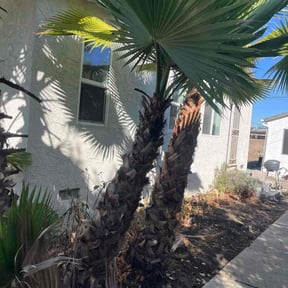 Bush Trimming by Knox Vegas Lawn Service reviewed on October 22, 2025