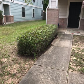 Bush Trimming by G E D Services LLC reviewed on August 21, 2025
