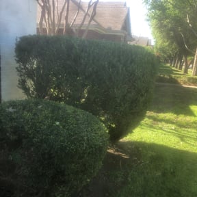 Bush Trimming by Stream Scene Landscaping reviewed on August 16, 2025