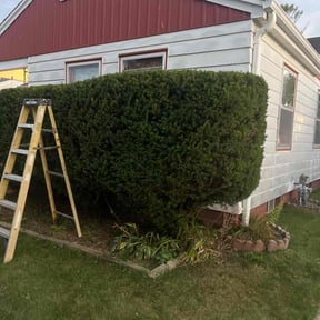 Bush Trimming by 5 J&#039;s Lawn Care Service reviewed on November 18, 2025