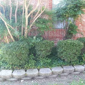 Bush Trimming by Nates Lawn Service reviewed on August 19, 2025