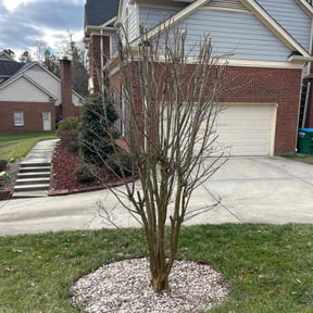 Bush Trimming by Your Next Cut Lawn Services reviewed on August 17, 2025