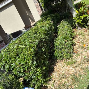 Bush Trimming by Frank’s Gardening Service reviewed on July 1, 2026