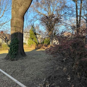 Leaf Removal by King's lawn care services reviewed on December 16, 2025