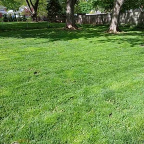 residential landscaping by Little mans lawn care reviewed on August 21, 2025