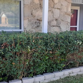 Bush Trimming by Love You reviewed on August 21, 2025