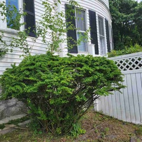 Bush Trimming by Jay's Resource reviewed on June 14, 2026