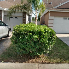 Bush Trimming by Jhon's Landscaping reviewed on August 21, 2025