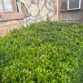 Bush Trimming by Elegant Lawn Care LLC reviewed on April 15, 2026