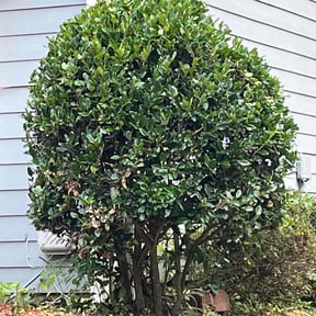 Bush Trimming by ARG Construction LLC reviewed on October 24, 2025