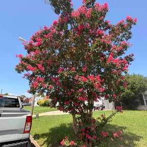 Bush Trimming by Joe blacks landscaping reviewed on August 4, 2026