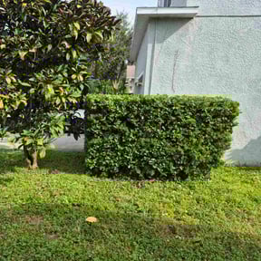 Bush Trimming by El Coqui Lawn Care reviewed on October 22, 2025