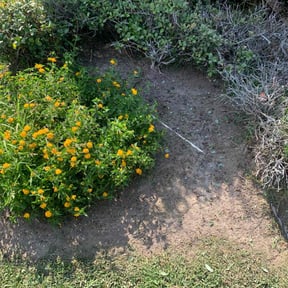 Flower Bed Weeding by Stars Landscaping reviewed on October 18, 2025