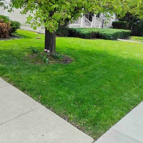 gardening service by Jax Elite Property Services reviewed on August 15, 2025