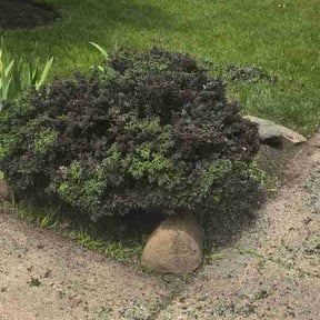 Bush Trimming by David landscaping &amp; stone work/fence reviewed on June 14, 2026