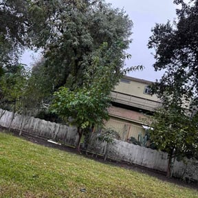 Bush Trimming by Benfield's Lawn/Landscape &amp; Tree reviewed on December 8, 2025