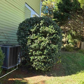 Bush Trimming by Trevor  Hall reviewed on October 21, 2025