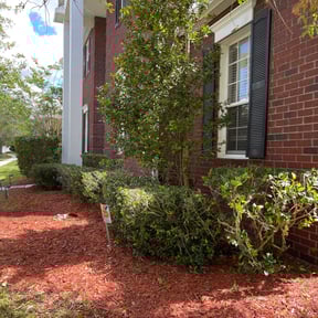 Bush Trimming by Lawn pros reviewed on August 20, 2025