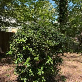 Bush Trimming by Simple Solution Home Services LLC reviewed on May 14, 2026