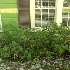 Bush Trimming by Jeremy's Lawn Maintenance LLC reviewed on August 20, 2025